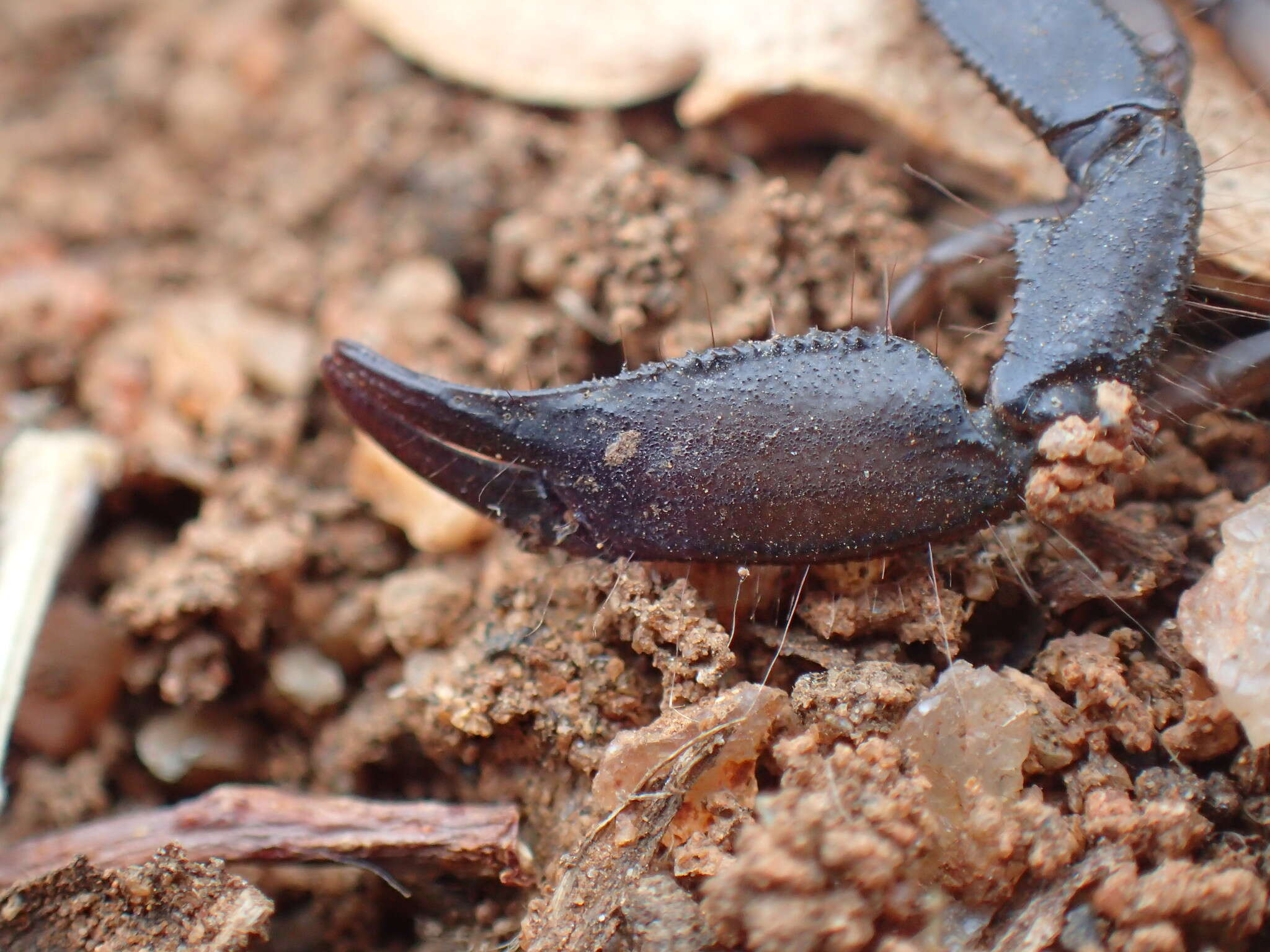 Image of Flat rock scorpion