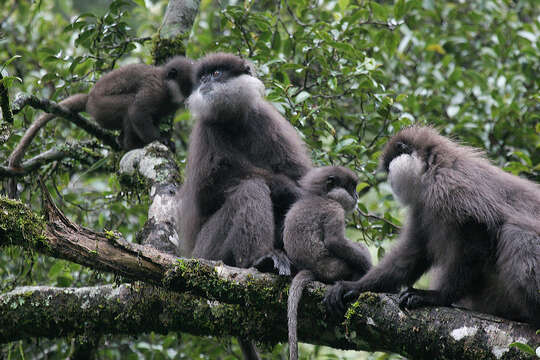 صورة Semnopithecus vetulus monticola (Kelaart 1850)