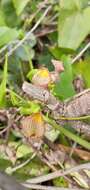 Image of Aristolochia triangularis Cham.