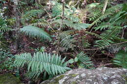 Imagem de Polystichum ammifolium (Desv.) C. Chr.