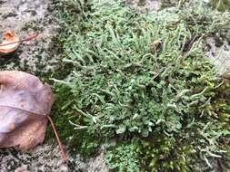 Слика од Cladonia ochrochlora Flörke