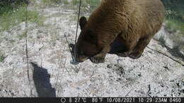 Image of Ursus americanus machetes Elliot 1903