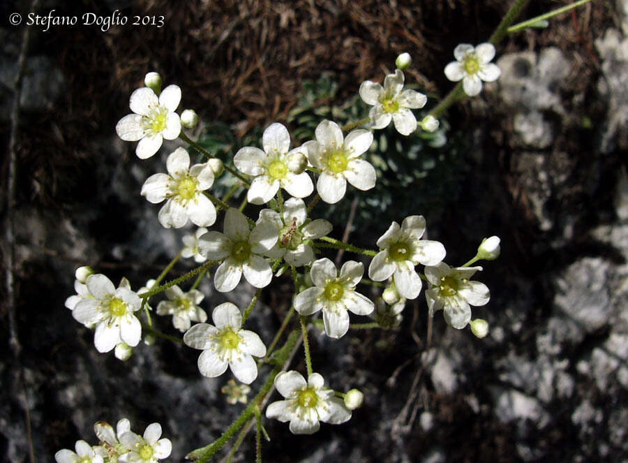 Image of Livelong Saxifrage