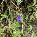 Слика од Streptocarpus glandulosissimus Engler