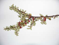 Image of Cotoneaster integrifolius (Roxb.) Klotz