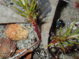 Drosera prophylla的圖片