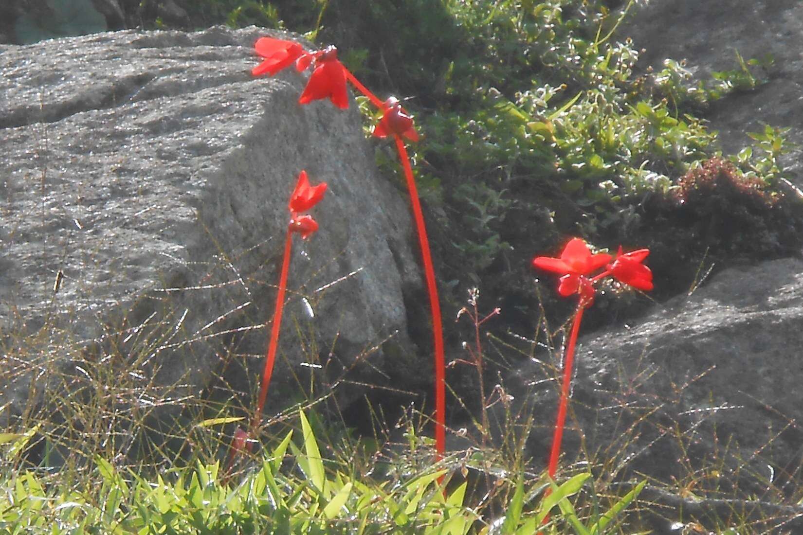 Слика од Begonia veitchii Hook. fil.