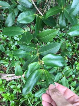 Plancia ëd Melodinus australis (F. Müll.) Pierre