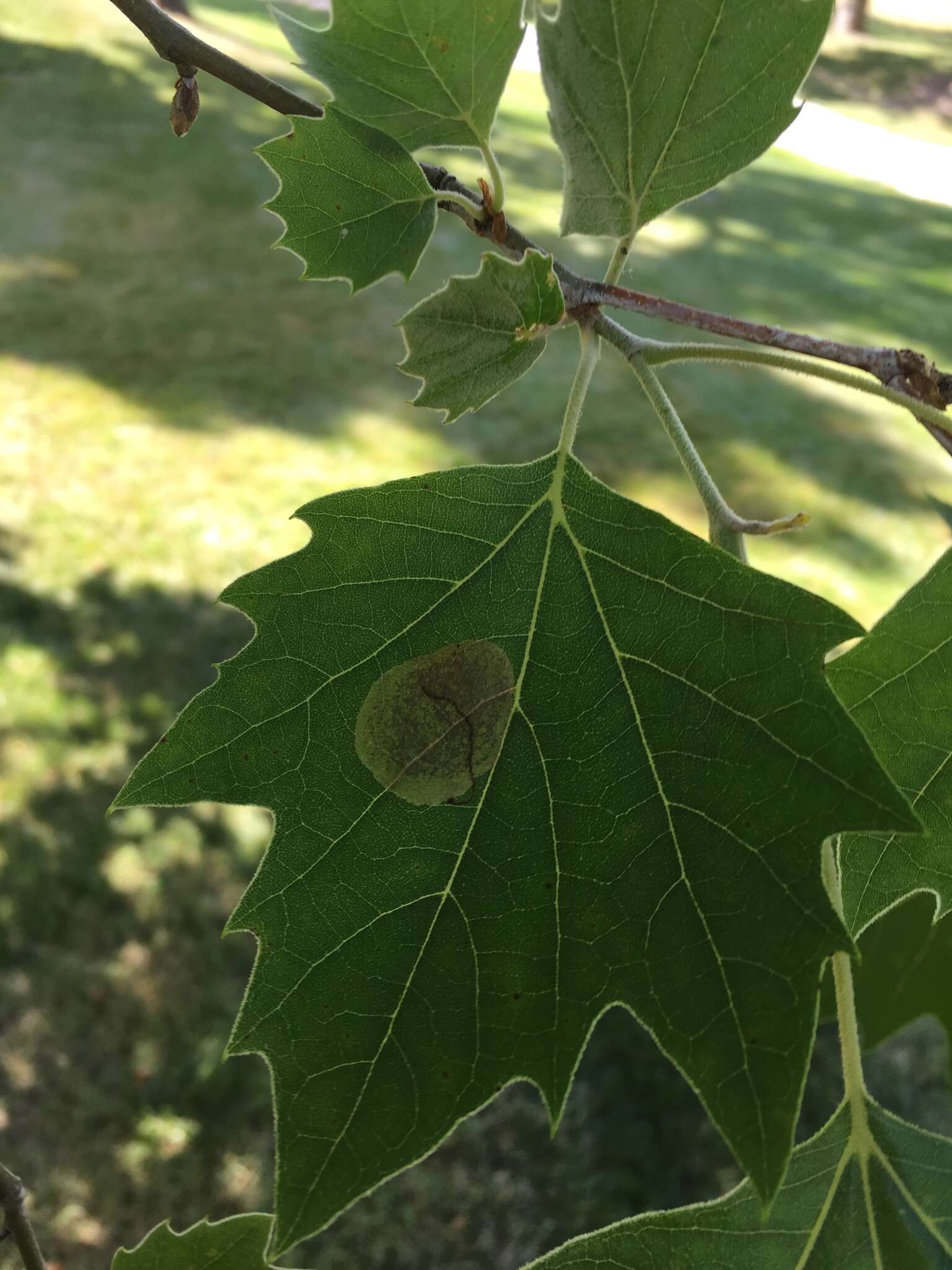 Image of Sycamore Leaf Blotch Miner