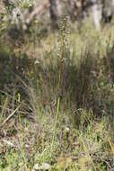 Image of Fragrant leek orchid