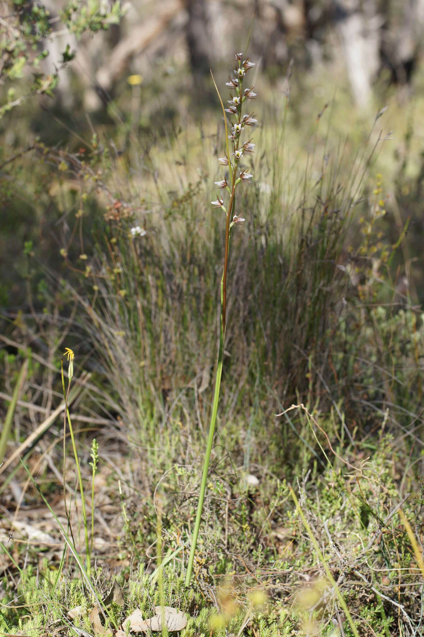 Image of Fragrant leek orchid