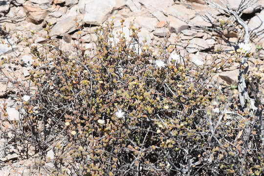 Image of Drosanthemum albiflorum (L. Bol.) Schwant.