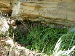 Image of smooth horsetail