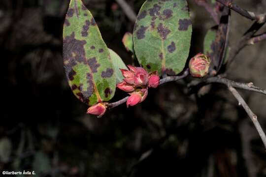 Image de <i>Gaultheria <i>glaucifolia</i></i> var. glaucifolia