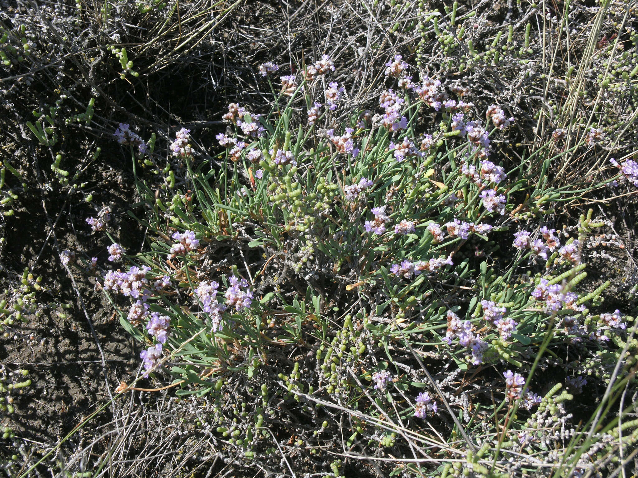 Sivun Limonium suffruticosum (L.) Kuntze kuva