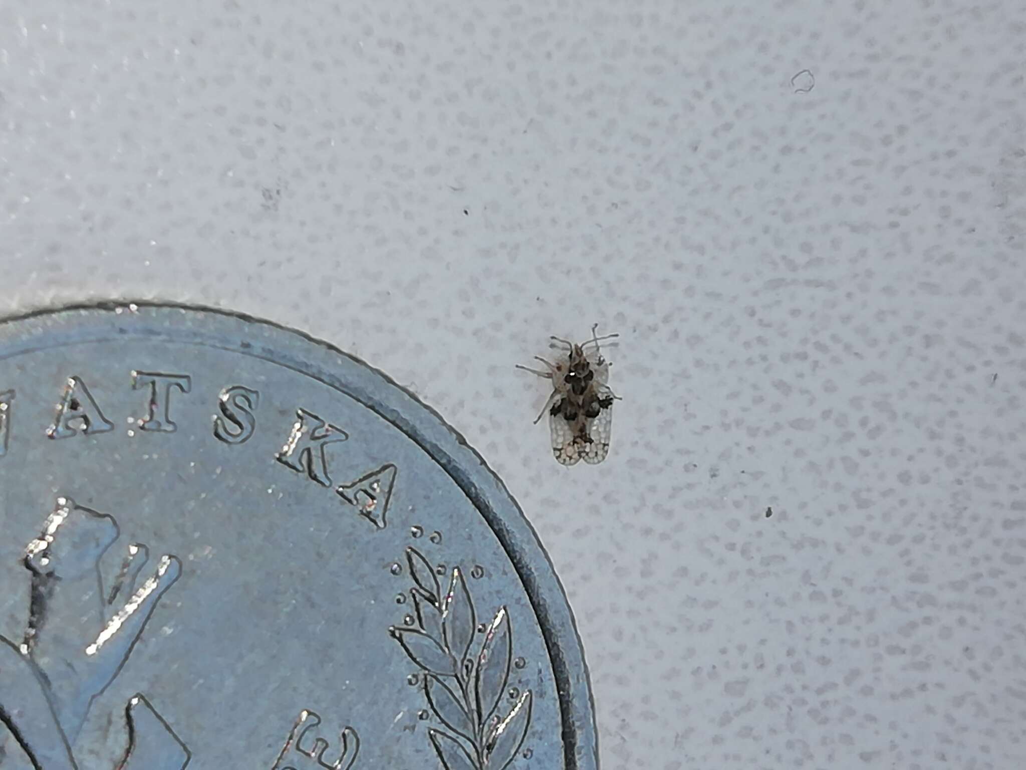 Image of Oak Lace Bug