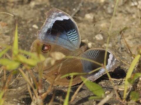 Image of Junonia artaxia Hewitson 1864