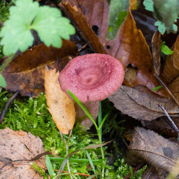 Image of Lactarius spinosulus Quél. & Le Bret. 1880