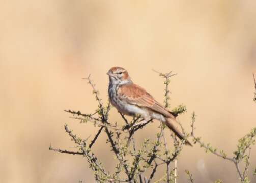 Image of Red Lark