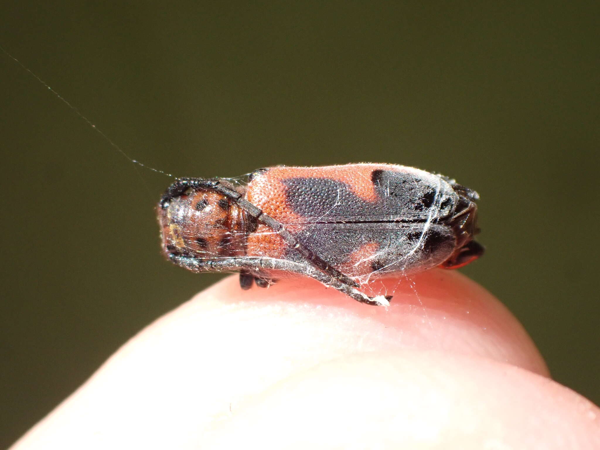 Image of Blackened Milkweed Beetle