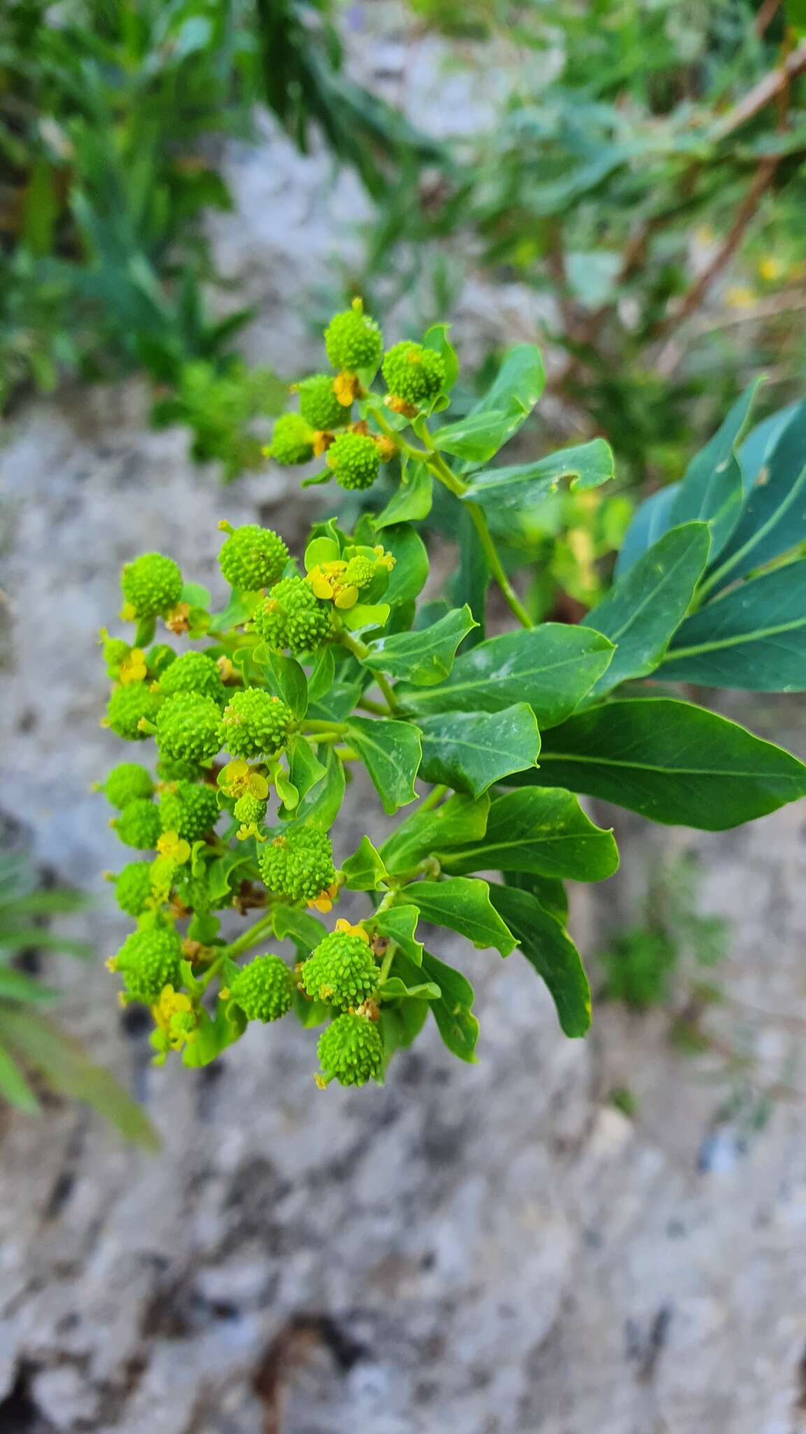 Image of Euphorbia bivonae Steud.