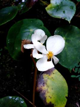 Слика од <i>Begonia ciliatifolia</i> Funez & J. C. Jaramillo