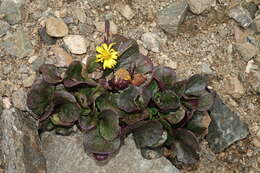 Image of Colorado ragwort