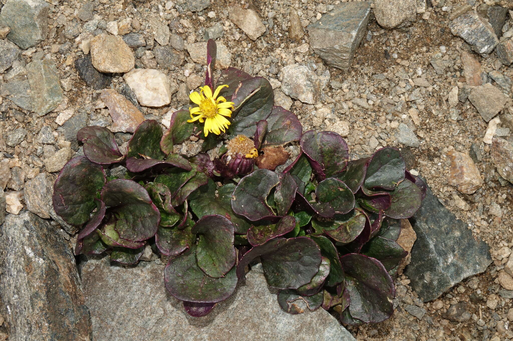 Image of Colorado ragwort