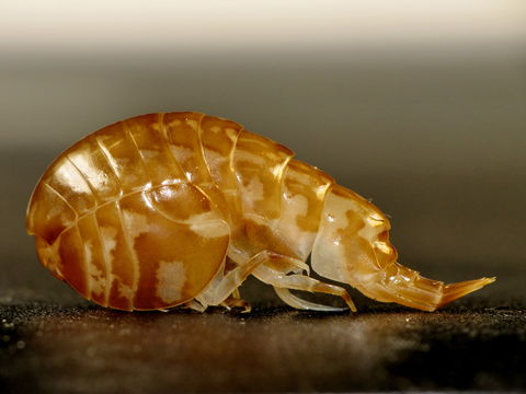 Image of <i>Stegocephalus inflatus</i> Krøyer 1842