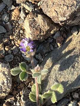 Image of Trigonella rotundifolia (Sm.) Strid