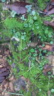 Image of Peperomia bracteata A. W. Hill