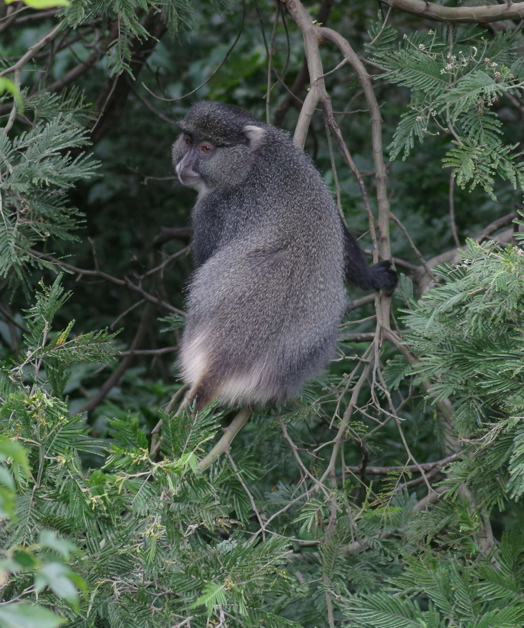 Imagem de Cercopithecus mitis labiatus I. Geoffroy Saint-Hilaire 1842