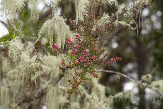 Image of Dendropemon pycnophyllus Krug & Urb.