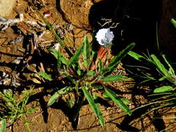 Image of Monsonia glauca Knuth