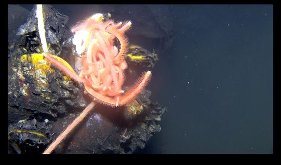 Image of <i>Methanoaricia dendrobranchiata</i> Blake 2000