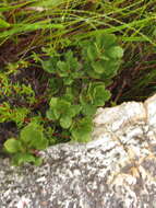 Image of Morella diversifolia (Adamson) D. J. B. Killick