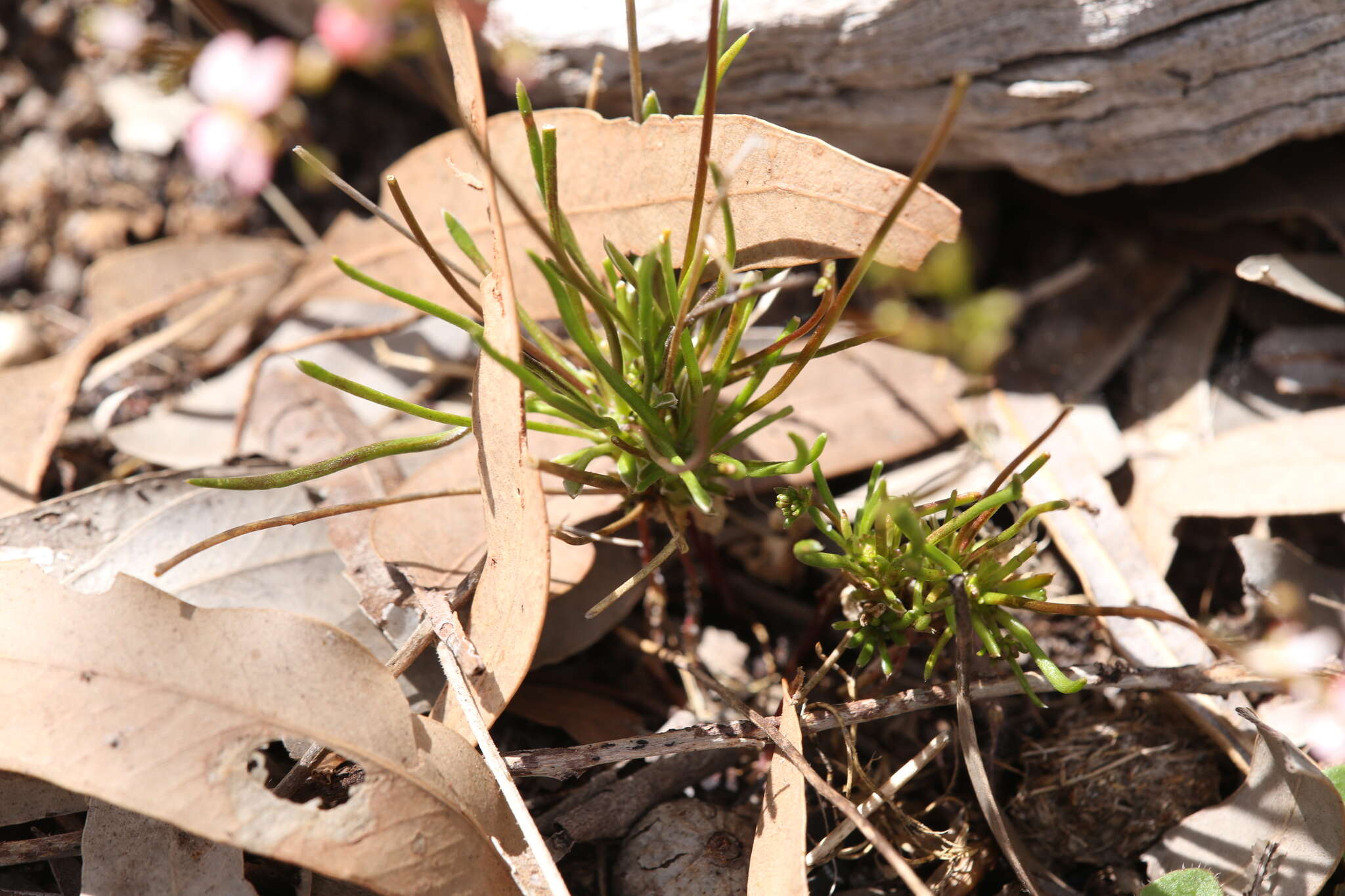 Image of Stylidium rigidulum Sond.