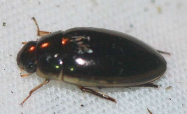 Слика од Tropisternus (Tropisternus) lateralis nimbatus (Say 1823)