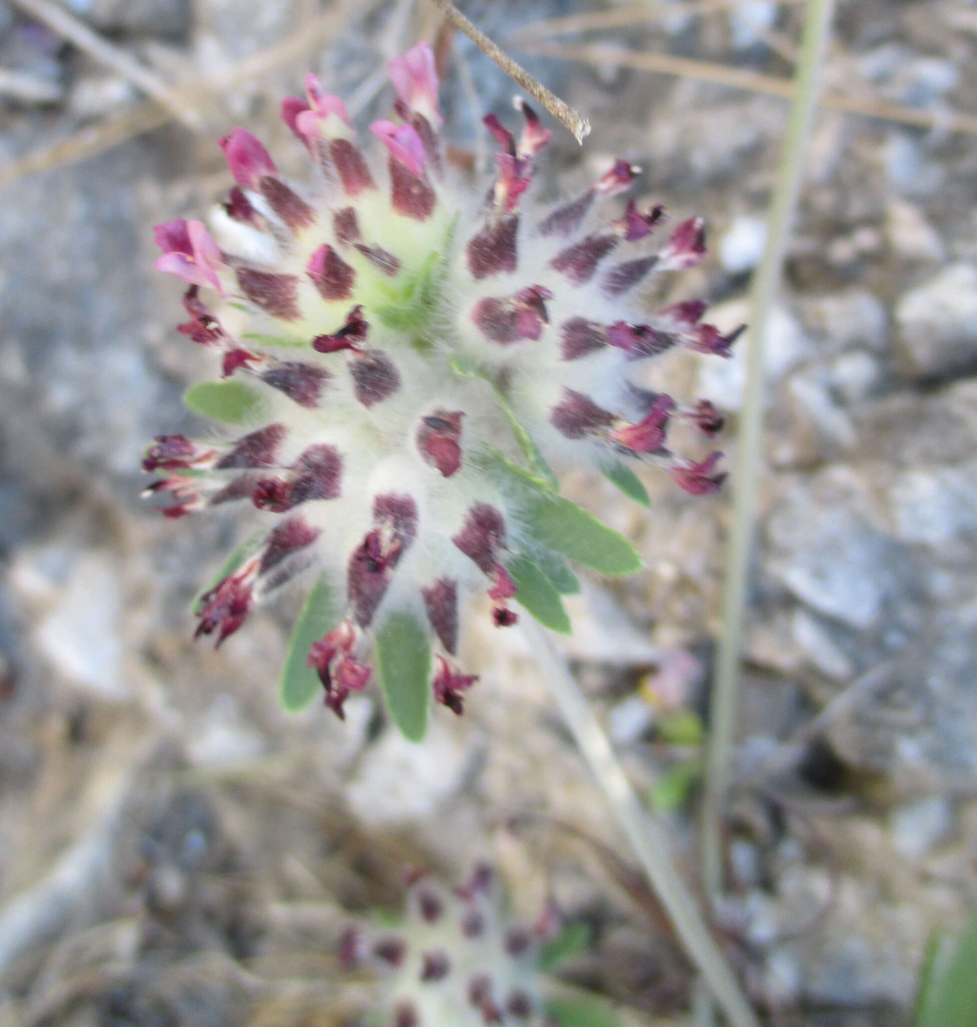 Plancia ëd Anthyllis vulneraria subsp. reuteri Cullen