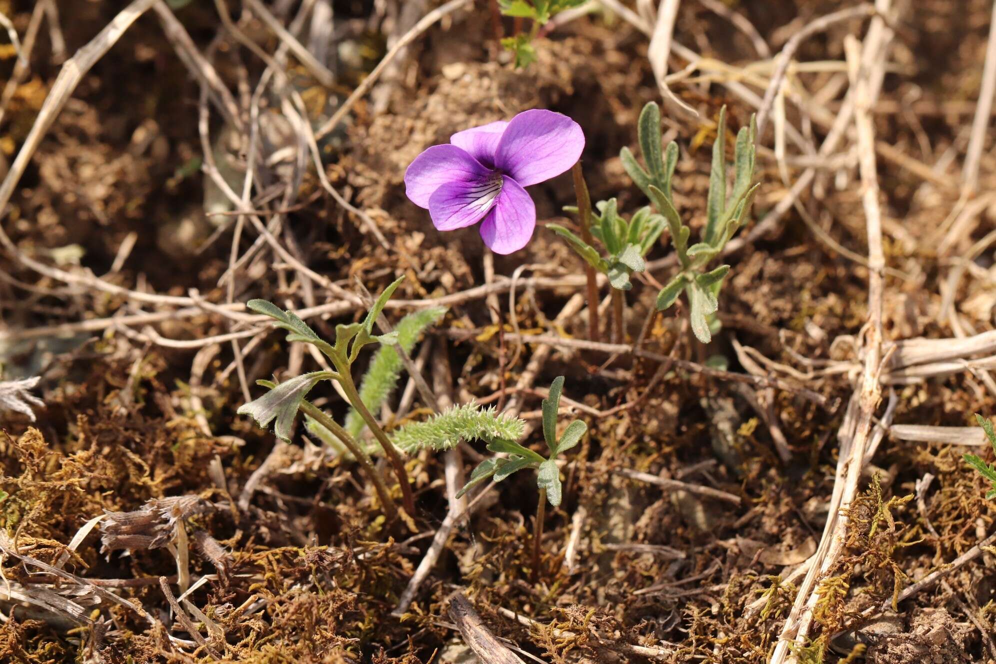 Imagem de Viola dissecta Ledeb.