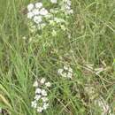 Image of prairie bishop