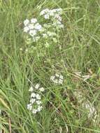 Image of prairie bishop