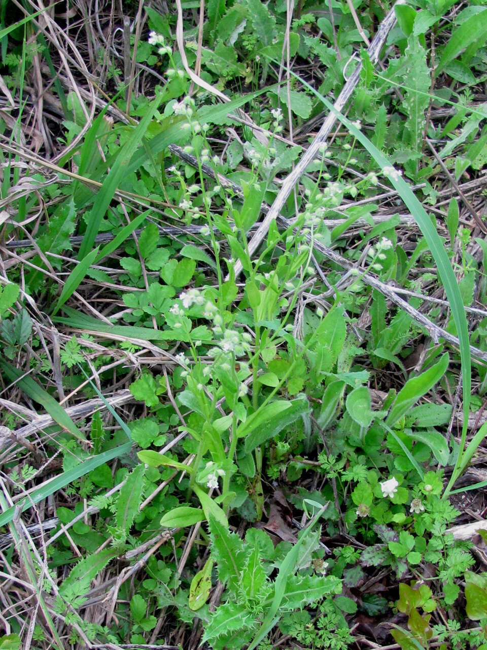 Imagem de Myosotis macrosperma Engelm.