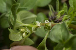 Image of Theligonum cynocrambe L.