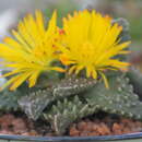 Image of Faucaria tuberculosa (Rolfe) Schwant.