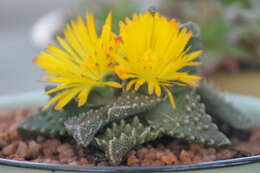 Image of Faucaria tuberculosa (Rolfe) Schwant.