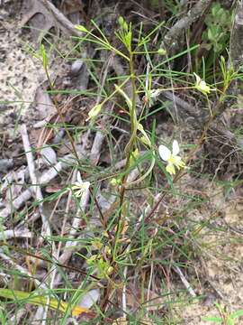 Image of slenderleaf clammyweed