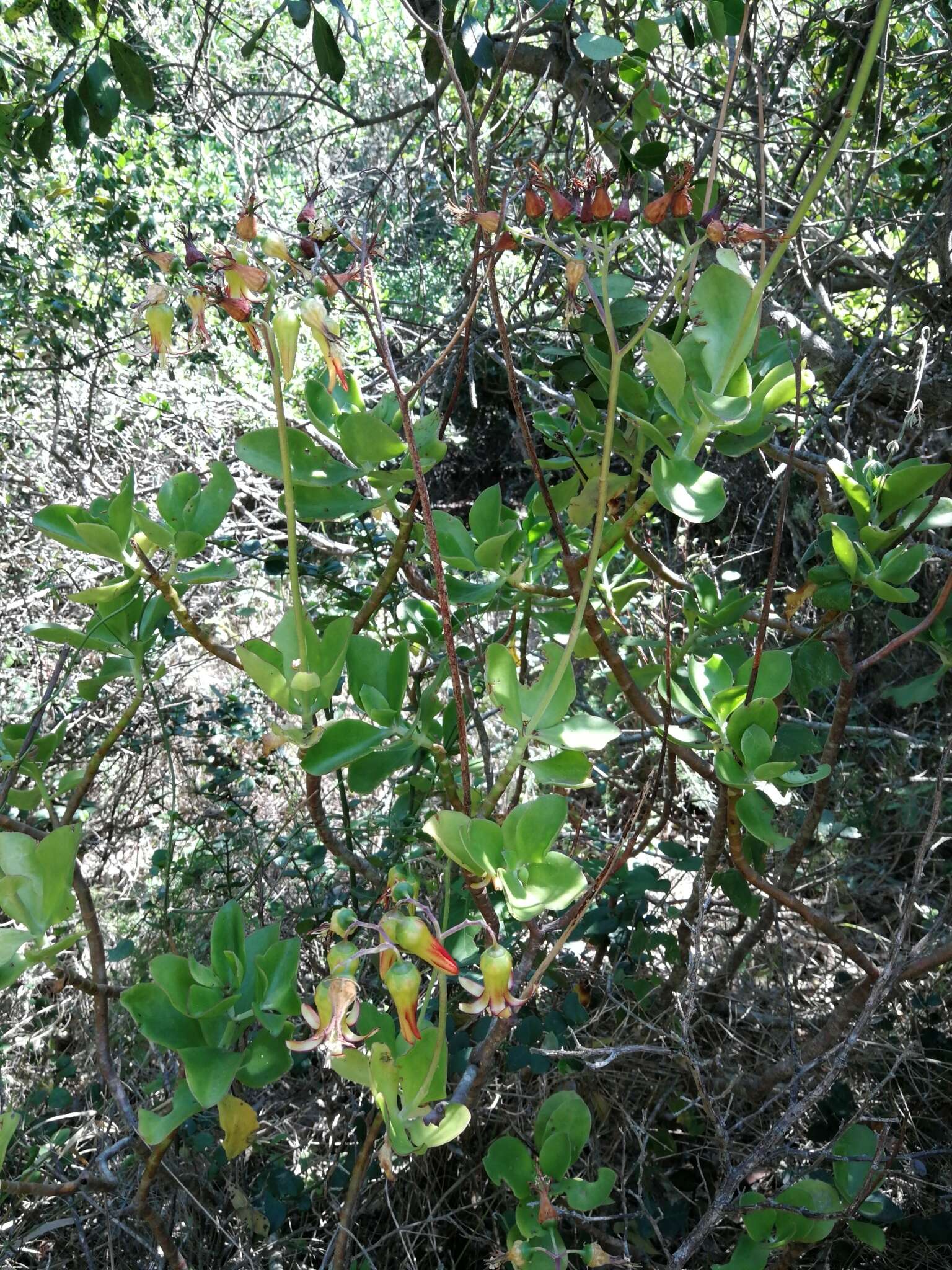 Image of Cotyledon velutina Hook. fil.