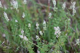 Polygala boykinii var. boykinii的圖片