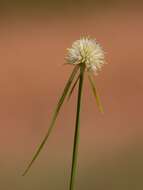 Image of Cyperus alatus subsp. albus (Nees) Lye